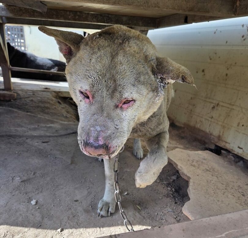 火傷によって皮膚が剥がれ落ちてしまった白犬＝ロイヤル動物メディカルセンター(c)news1