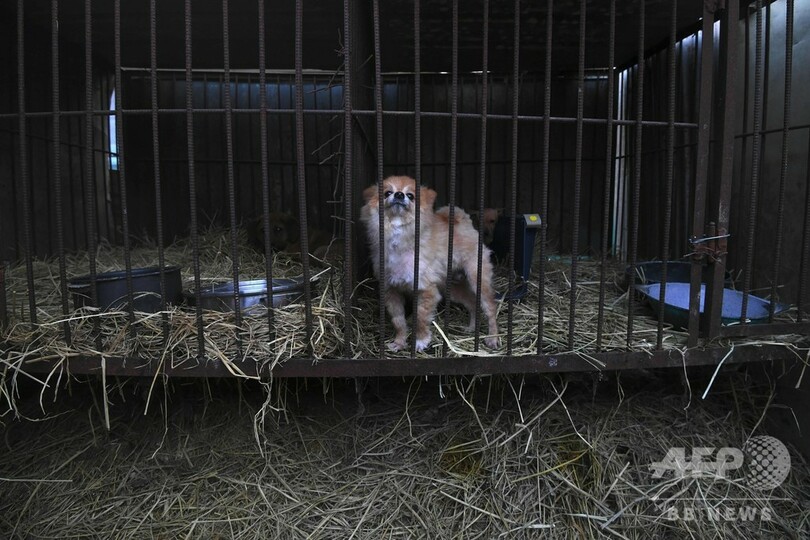 犬200匹の救出作戦開始、閉鎖された食用犬の飼育場で 韓国