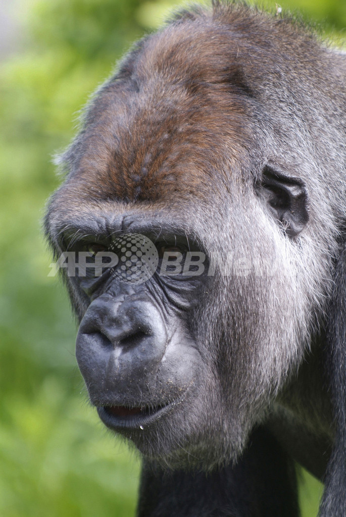 動物園でゴリラ脱走 計4人が負傷 オランダ 写真2枚 国際ニュース Afpbb News