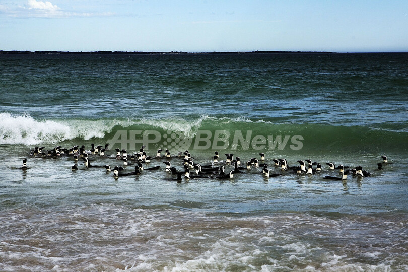 原油汚染被害のペンギンたち、元気に海へ還る