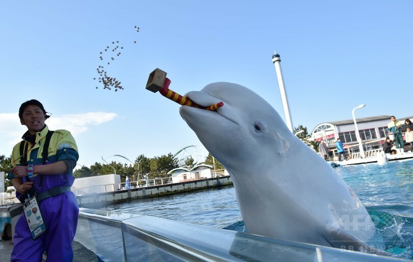 「鬼は外、福は内」、八景島のシロイルカが節分の豆まき