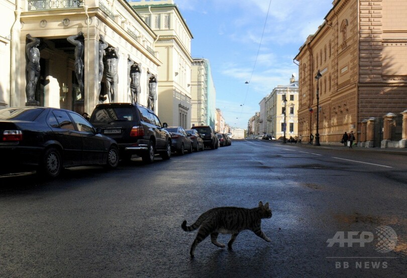 エルミタージュ美術館を守る名物ネコたち、ロシア