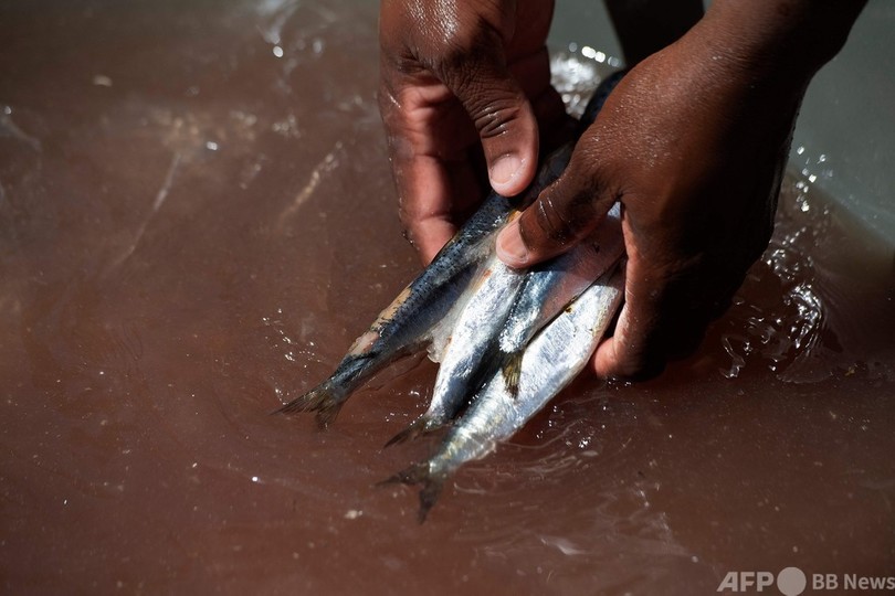 見捨てられた海鳥のひな千数百羽、南ア保護施設で成長中