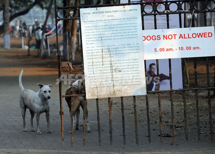 犬が人をかむ、1日200件以上 インド・ムンバイ 犬が人をかむ、1日200件以上 インド・ムンバイ