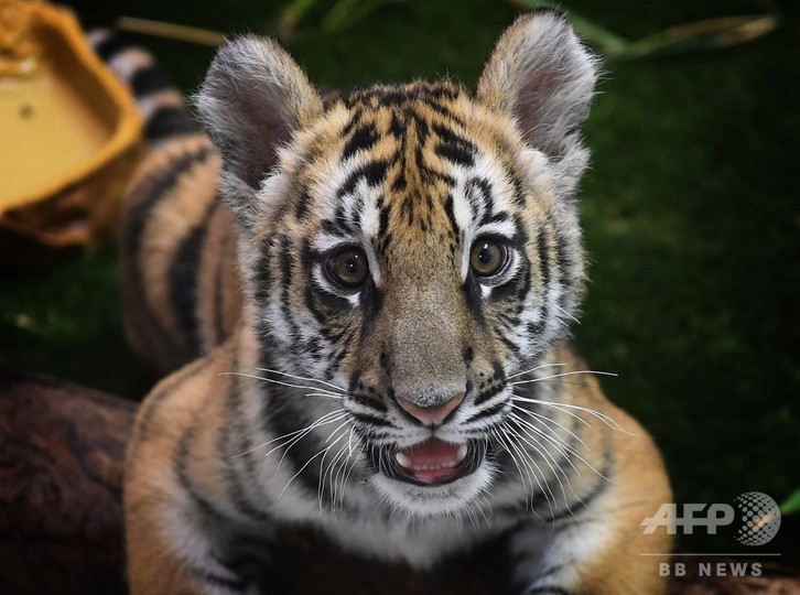 写真特集 6亜種のみの残存が確認された絶滅危機のトラ 写真13枚 国際ニュース Afpbb News