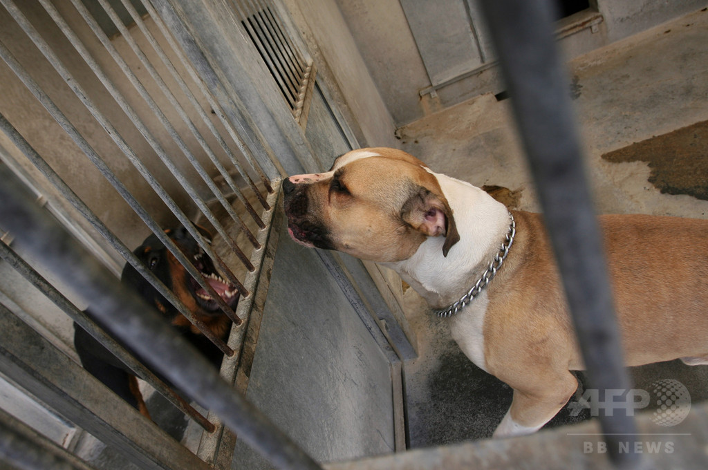 ペットの犬が飼い主親子を殺害か、自宅に遺体 ドイツ ペットの犬が飼い主親子を殺害か、自宅に遺体 ドイツ