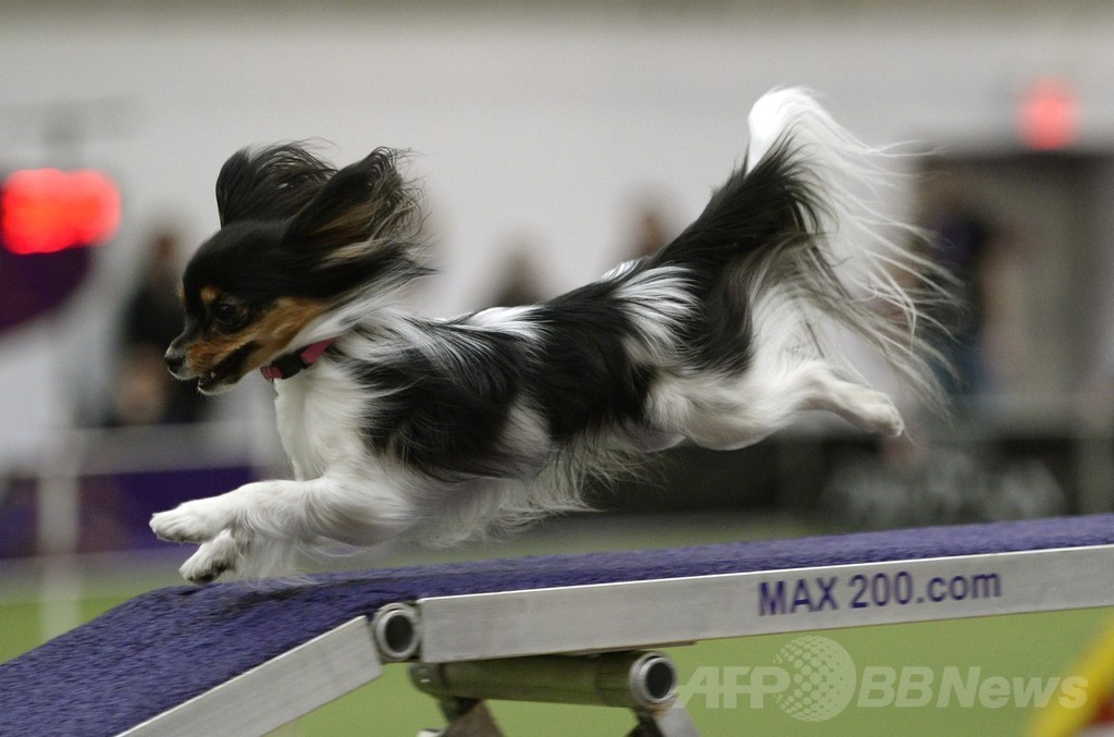 犬の機敏さ競う「アジリティ」選手権、NYで開催