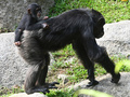 チンパンジーの親子。シンガポール動物園で（2019年2月22日撮影、資料写真）。(c)Roslan RAHMAN / AFP