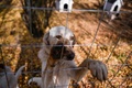 プリシュティナ・ドッグシェルターに保護された犬。コソボ首都プリシュティナ近郊のグラチャニツァで（2021年11月12日撮影）。(c)Armend NIMANI / AFP
