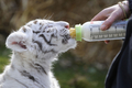 ドイツ北部ホーデンハーゲン（Hodenhagen）のサファリパーク「セレンゲティ公園（Serengeti Park）」で前月8日に生まれたばかりの生後6週間のホワイトタイガーの赤ちゃん2頭、リコ（Rico）ちゃんとキコ（Kico）ちゃん。2頭の両親、ビアンカ（Bianca）とポール（Paul）が育児を放棄したため、飼育係が育てている。

写真は、ほ乳瓶でお乳をもらうホワイトタイガーの赤ちゃん（2010年4月21日撮影）。(c)AFP/DDP/NIGEL TREBLIN