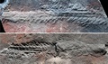 中国南部で採取された蠕虫（ぜんちゅう）様動物「Yilingia spiciformis」の化石。バージニア工科大学提供（2019年9月4日提供、撮影日不明）。(c)AFP PHOTO/ VIRGINIA TECH/ SHUHAI XIAO/ ZHE CHEN