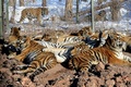 中国東北部・黒竜江省ハルビンにある東北虎林園で飼育されているシベリアトラ（2014年1月6日撮影、資料写真）。（c)AFP/GOH CHAI HIN