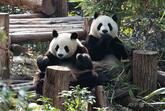 中国からパンダ2頭が米アトランタに到着、一般公開は1か月の検疫後