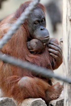 オランウータンのお母さん、赤ちゃんをギュッと抱っこ ドイツ