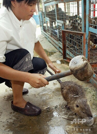 中国の野生動物取引による新感染症、「今後も頻繁に発生」 専門