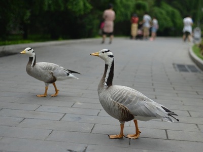 絶滅危惧種インドガン 保護活動で7年で2倍に増加