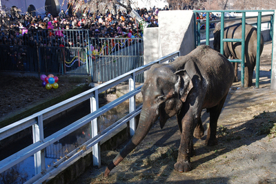 アルメニアの動物園で独身のゾウが花嫁を迎える