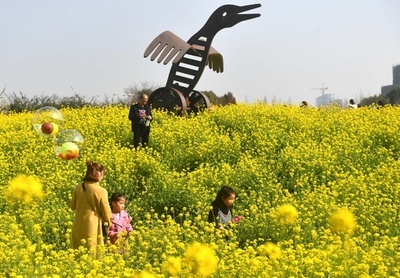一足先に春の訪れ、菜の花が満開　中国・福建