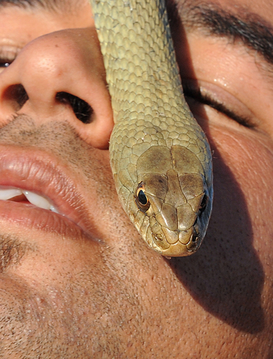 顔面はい回る毒ヘビ、モロッコのヘビ使いショー