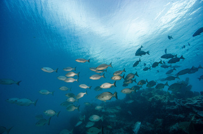 海洋熱波、漁業資源に影響なし