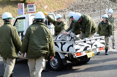 シマウマ逃走？多摩動物公園で捕獲訓練