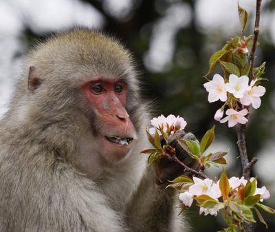 都内で桜が満開に、ニホンザルも大喜び？