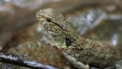 動画:繁殖した希少ワニトカゲを野生に 中国・広西チワン族自治区