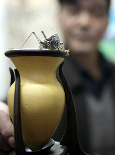 コオロギには騎士道精神があった？英研究