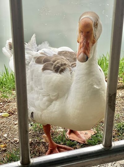 虐待の痛み乗り越え、再び学生のそばに…韓国・建国大マスコットのガチョウ