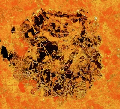 24億年前の菌類様化石、最古の多細胞生物か 研究