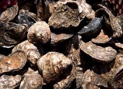 便器リサイクルしてカキ養殖、水質改善と災害対策に 米NY市