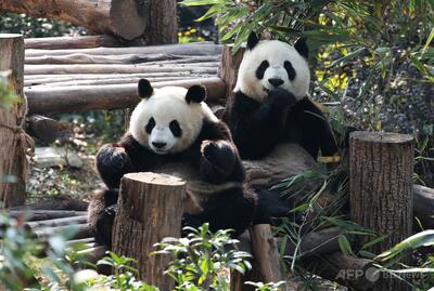 中国からパンダ2頭が米アトランタに到着、一般公開は1か月の検疫後