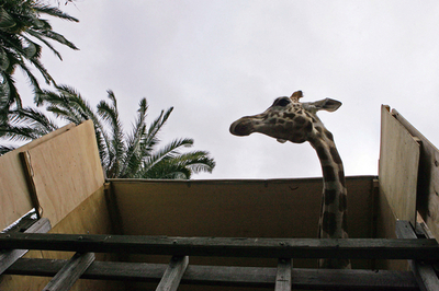 1歳半のオスのキリン、繁殖の期待を担いシドニーの動物園へ