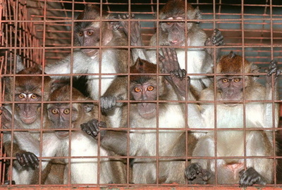 エボラ出血熱、発症後の霊長類の回復に成功 米研究