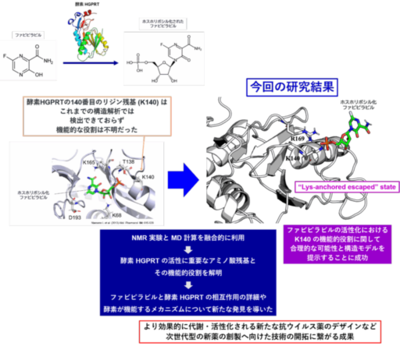 抗ウイルス薬ファビピラビルの活性化の鍵となる酵素反応を可視化 ―高い薬効を発揮できる新薬の創製へ向けた新たな手法開拓―（北里大学）