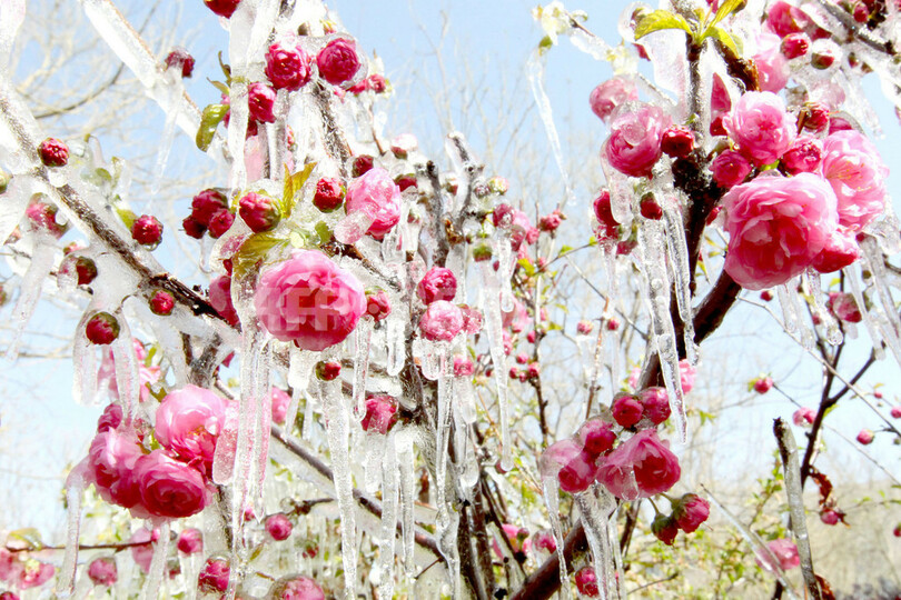 花からつらら 急激な気温低下が生んだ幻想的光景 中国 写真5枚 国際ニュース Afpbb News