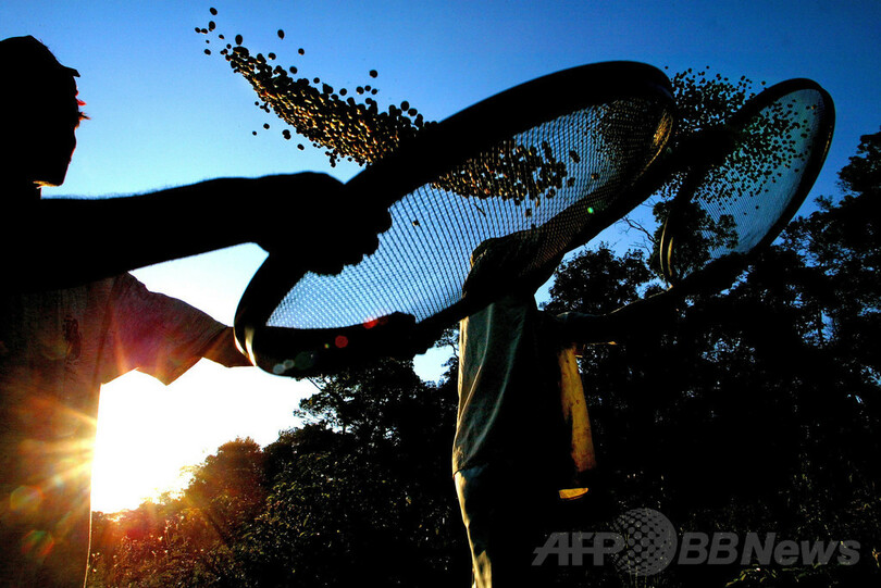 コーヒー値上がり 最大産地ブラジルで収量減少の見通し 写真1枚 国際ニュース Afpbb News