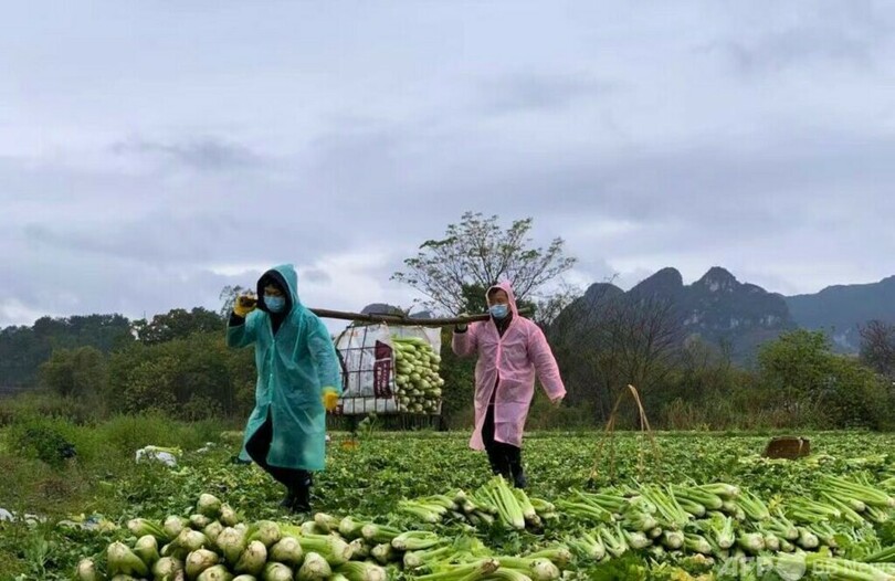 広西チワン自治区賀州市、野菜供給基地101か所に