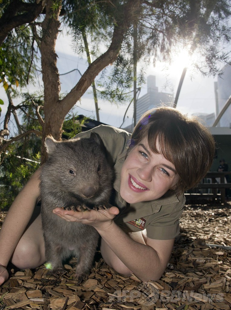 ウォンバットの赤ちゃんがデビュー、豪シドニー動物園 写真4枚 国際 