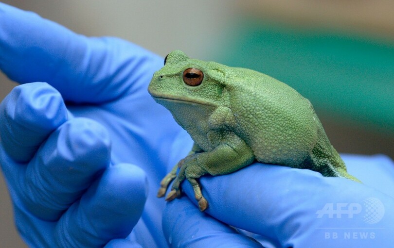 カエルを6万円超で「倫理的に」売る企業、希少種の救世主に？ エクアドル