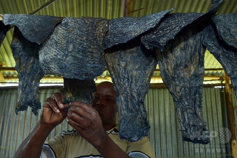 魚の皮を使った驚きの革製品にビジネスチャンス　ケニア