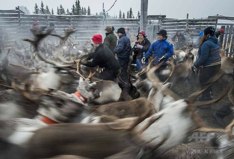 【AFP記者コラム】知られざる圧倒的な美─北欧の遊牧民サーミとトナカイの大移動