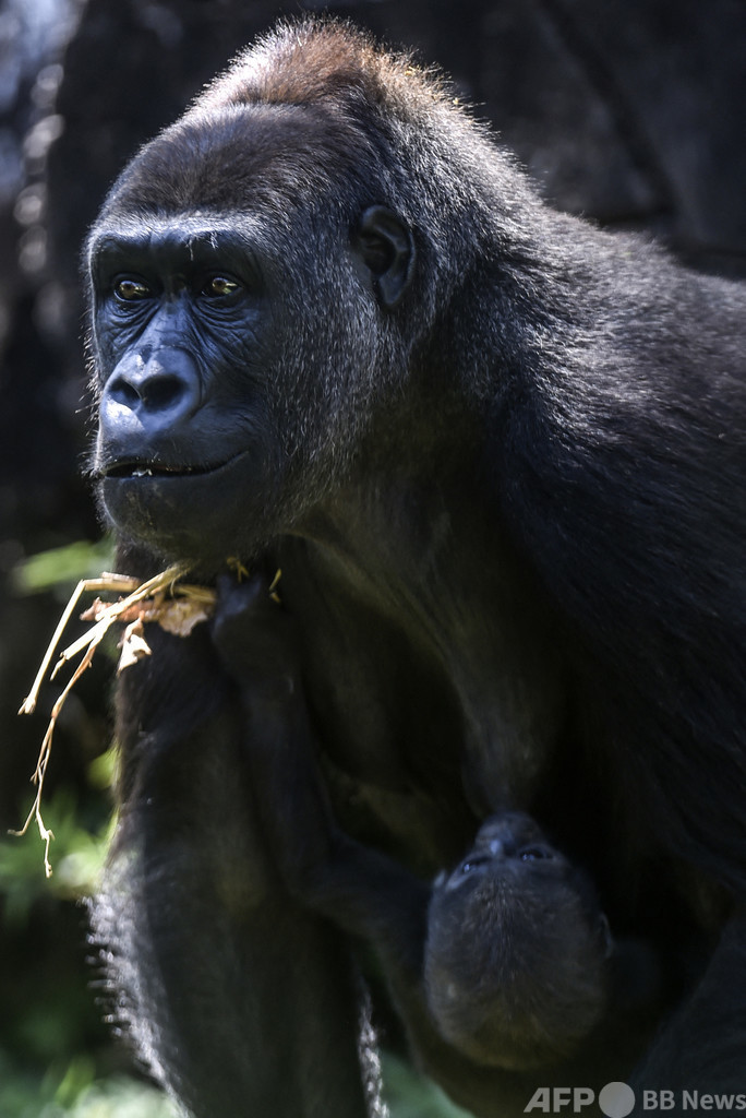 【図解】ゴリラ含む絶滅危惧動物200種、武力紛争で危機に IUCN