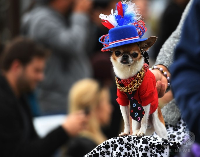 ワンちゃんもハロウィーン 米カリフォルニアで犬の仮装パレード 写真24枚 国際ニュース Afpbb News