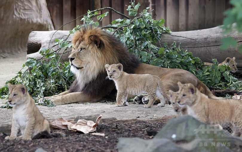 赤ちゃん5頭の姿も バーバリライオンの家族 独動物園 写真8枚 国際ニュース Afpbb News