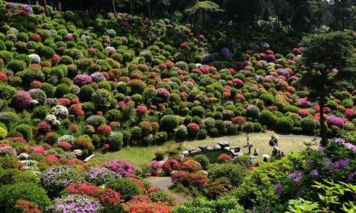 つつじ祭りと火渡りの荒行 青梅市 塩船観音寺 写真11枚 国際ニュース Afpbb News