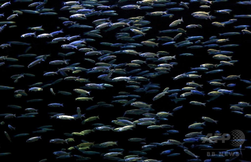 CO2で魚が「酔っ払う」可能性、海で迷子に 豪研究 CO2で魚が「酔っ払う」可能性、海で迷子に 豪研究