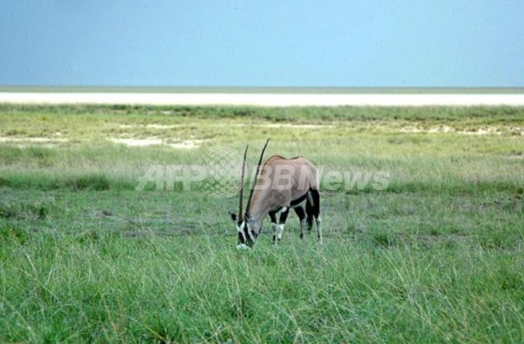 世界最古の「動物」化石発見、ナミビア 世界最古の「動物」化石発見、ナミビア