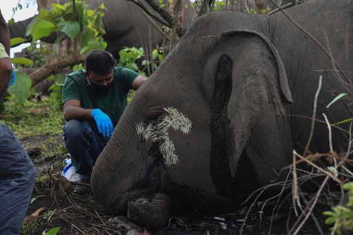 落雷が原因か、ゾウ18頭死ぬ インド北東部 写真16枚 国際ニュース