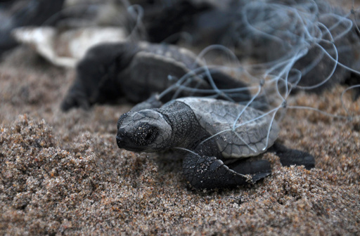 プラごみ海洋汚染 米ngo 過去10年間の動物への被害を報告 写真9枚 国際ニュース Afpbb News